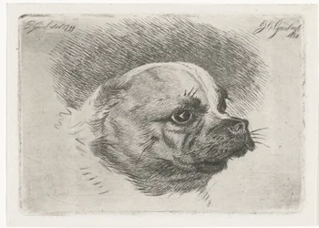 cabeza de pug
