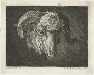 Cabeza de carnero con cuernos torcidos