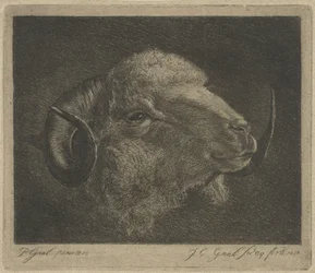 Cabeza de carnero con los cuernos hacia atrás