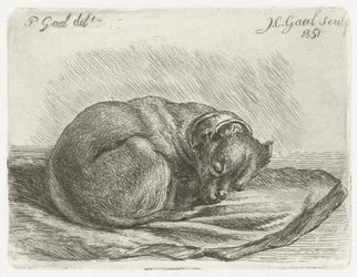 Perro durmiendo, acostado sobre una manta
