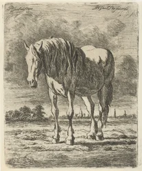 Caballo blanco de pie