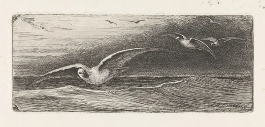 gaviotas
