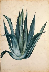 Planta del siglo (Agave americana) por Jacopo Ligozzi