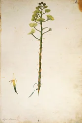 Flor de agave (Agave americana) por Jacopo Ligozzi