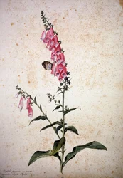 Herbario: Digitalis purpurea con Papilio paphia