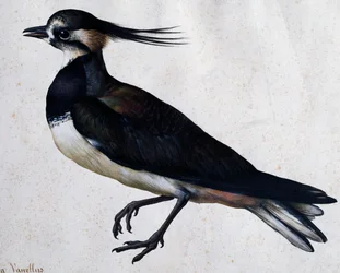 Tringa vanellus (Avefría) por Jacopo Ligozzi (1547-1627)