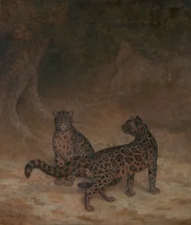 Leopardos nubosos