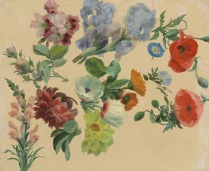 Estudios de flores de verano