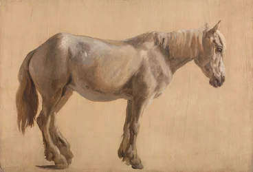 Estudio de un caballo gris