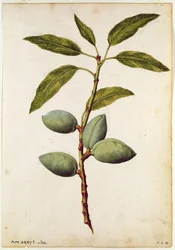 Almendra: Amygdalus communis, c.1568, por J.le Moyne de Morgue (c.1530-88)
