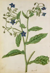 Borraja: Borago officinalis, c.1568, por J.le Moyne de Morgue (c.1530-88)