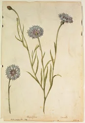 Aciano: Centaurea cyanus, c.1568, por J.le Moyne de Morgues (c.1530-88)