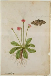 Margarita: y mariposa dama pintada, c.1568, por J.le Moyne de Morgues (c.1530-88)