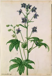 Delphinium: Staphisagria (Stavesacre), c.1568, por J.Le Moyne de Morgues (m.1588)