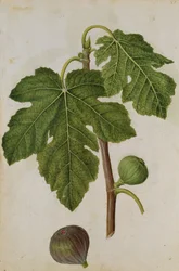 Fig: Ficus, c.1568, por J.le Moyne de Morgues (c.1530-88)