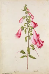 Dedalera: Digitalis purpurea, c.1568, por J.le Moyne de Morgues (c.1530-88)