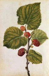 Morera: Morus Nigra, c.1568 (litografía en color)