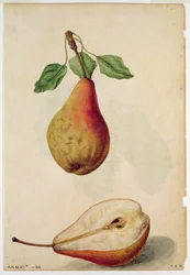 Pera: Pyrus communis, c.1568, por J.le Moyne de Morgues (c.1530-88)