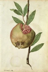 Granada: Punica granatum, c.1568, por J.le Moyne de Morgues (c.1530-88)