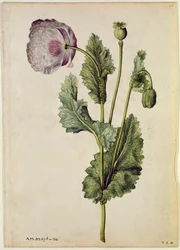 Amapola: Opio (Papaver somniferum), c.1568, por J.le Moyne de Morgues (c.1530-88)