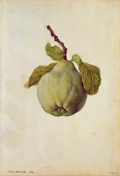 Membrillo: Cydonia vulgaris, c.1568, por J.le Moyne de Morgues (c.1530-88)