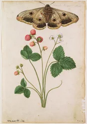 Fresa: Silvestre (Fragaria vesca) y polilla emperador hembra, c.1568, por J.le Moyne de Morgues (c.1530-88)