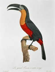 Turaco gigante, grabado por Guyard