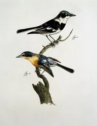 Macho y hembra de Pririt Batis (Batis pririt)