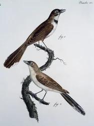 Macho y hembra del Monarca Espectaculado (Monarcha trivirgata)
