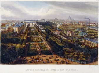 Vista del Jardín de Plantas - litografía por Testard