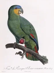 Hembra del loro Douro-Couraou