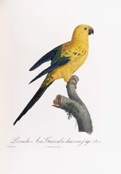 Periquito dorado, Ara guarouba, a temprana edad