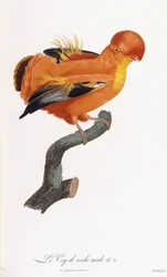 Gallito de las rocas macho