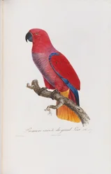 Première variété du Grand Lori, grabado por Langlois, c.1801-05