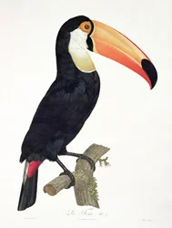 Tucán n.º 2, de «History of the Birds of Paradise» de François Levaillant, grabado por Jacques Louis Pérée (n. 1769), publicado en 1806