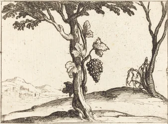 Racimo de Uvas