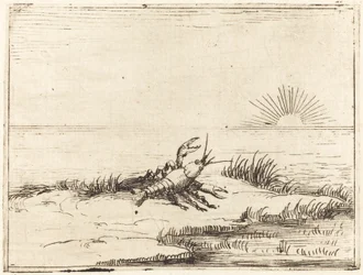 Cangrejo de río mirando al sol