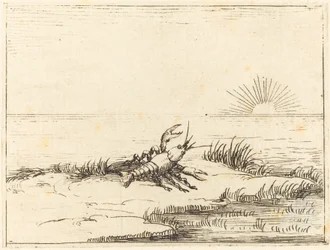 Cangrejo de río mirando al sol