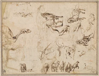 Estudios de caballos