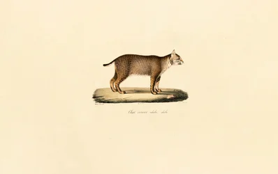 Gato montés adulto