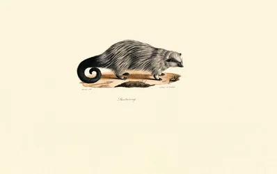 Puercoespín africano de cola de pincel