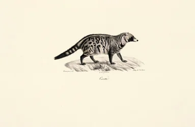 Civeta africana (Civettictis civetta)
