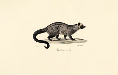 Civet africano