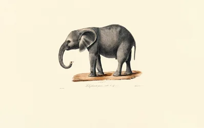 Elefante africano (juvenil)