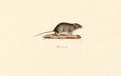 Ratón africano de rayas