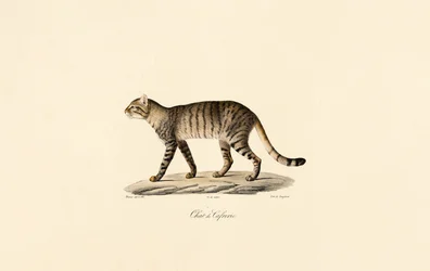 Gato montés africano