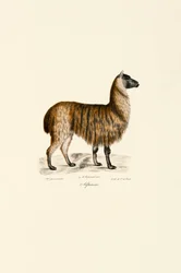 Alpaca (Vicugna pacos)