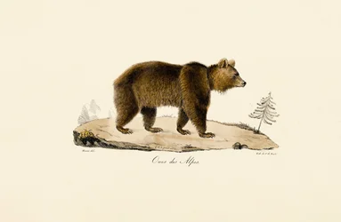 Oso pardo alpino