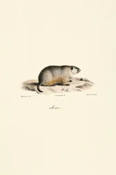 Marmota alpina (variante Monax)