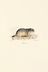 Marmota alpina